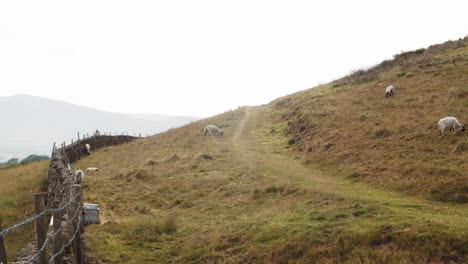 Sheep-herd-activity-in-the-Win-Hill-Hyperlapse