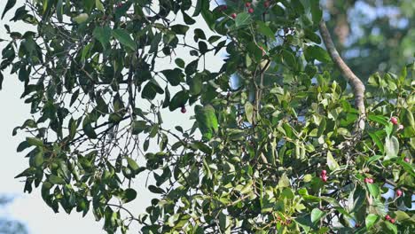 Un-Pequeño-Barbudo-De-Orejas-Verdes-Psilopogon-Faiostrictus-Está-Buscando-Comida-En-Un-árbol-Frutal-Dentro-Del-Parque-Nacional-Kaeng-Krachan-En-La-Provincia-De-Petchaburi-En-Tailandia