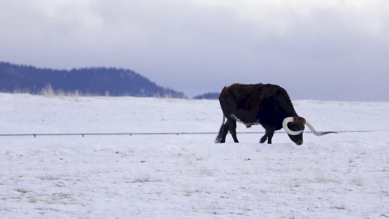 Bovini Texas Longhorn al pascolo nella neve, 4K, Corna ricurve