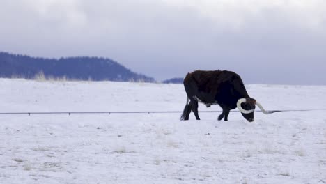 Texas-Longhorn-Rinder,-Die-Im-Schnee-Grasen,-4k,-Kurvige-Hörner