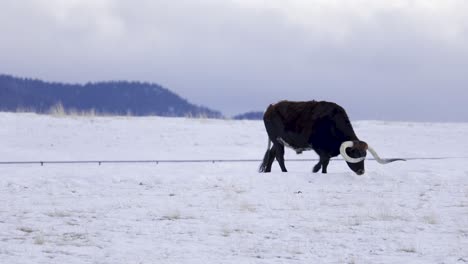 texas longhorn cattle grazing in snow, 4k, curvy horns