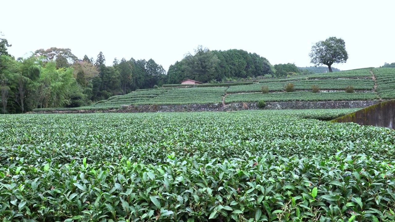 Tea plantations farm in Shizuoka Japan in a cloudy day