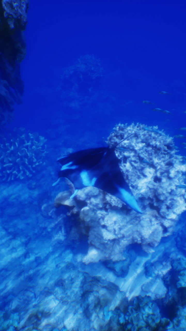 Manta raya deslizándose elegantemente a través de un vibrante arrecife de coral bajo el agua