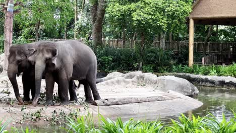 asian elephants, elephas maximus standing side by side next to the water, swinging its long trunk and tail in the enclosure at singapore wildlife safari zoo, mandai wildlife reserves