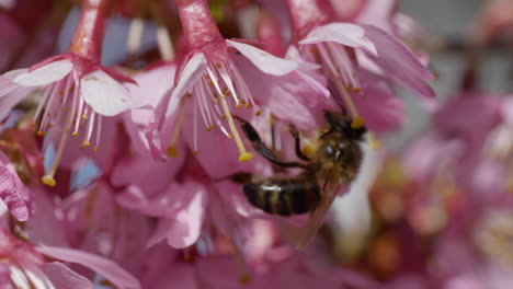 honey bee on fragrant pink flower