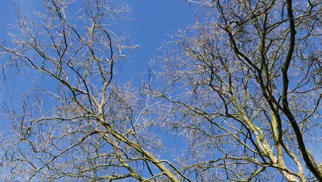 Blattlose-Zweige-Vor-Blauem-Himmel.-Februar.-Großbritannien