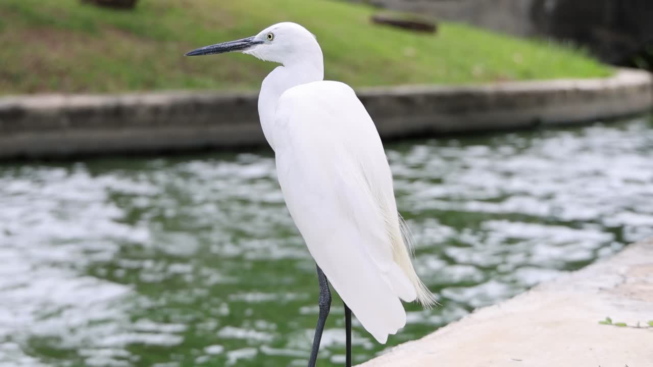 A white egret stands on a concrete edge, gazing over the flowing water.