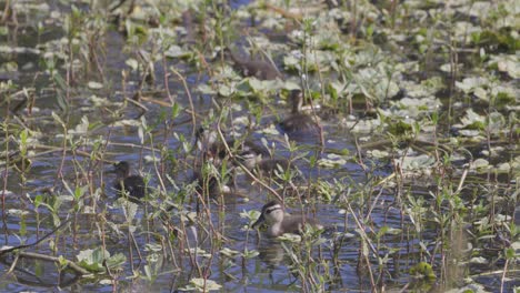 Baby-Waldentenküken-Schwimmen-Im-Frühling-Durch-Die-Vegetation-Im-Feuchtgebiet