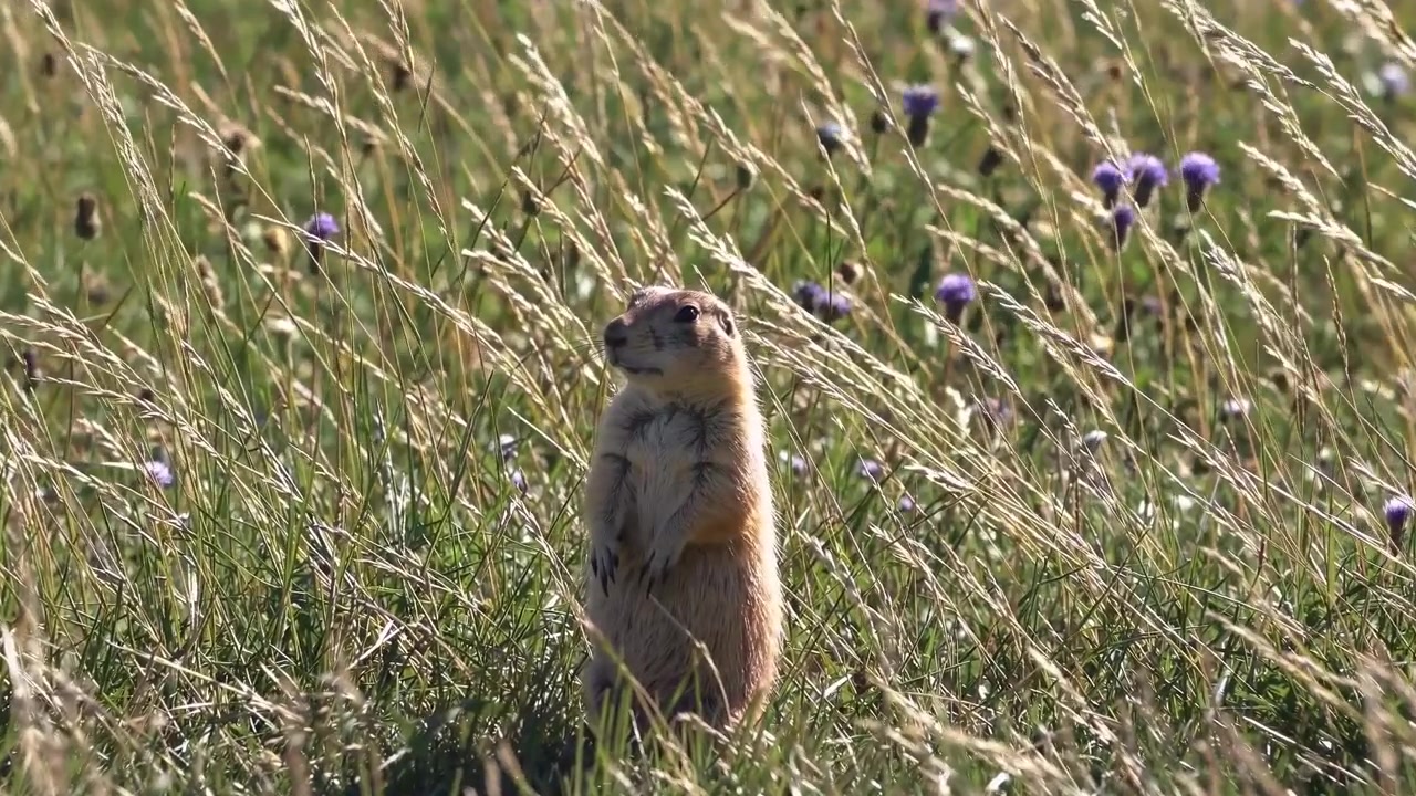 Alert Prairie Dog Standing Upright in a Sunny Grassland Field