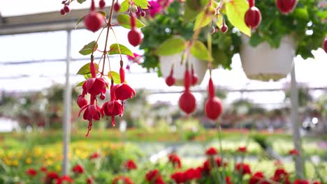 Fuchsienrote-Blumen,-Die-In-Einer-Endlosen-Gewächshaus-Gleitbahn-Herabhängen,-Offenbaren-Sich