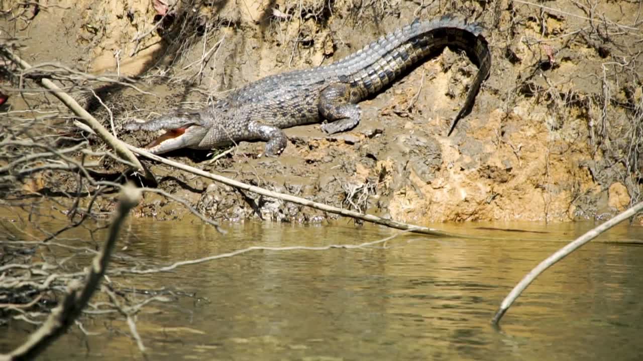 cocodrilo gigante descansando al lado del río daintree en el extremo norte de queensland, australia