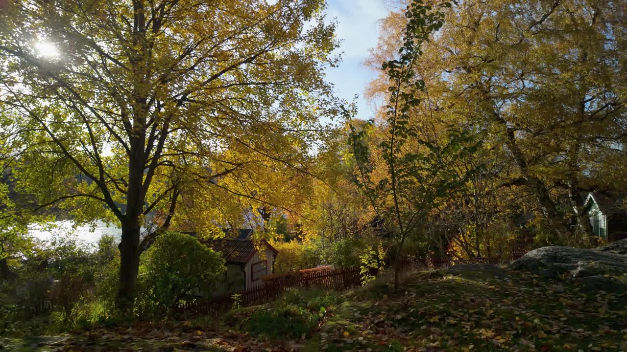 Autumn sun shines through golden foliage in Stockholm park, capturing the beauty of fall
