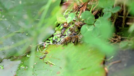 wild bees drinking from a natural pond, summer daytime close-up