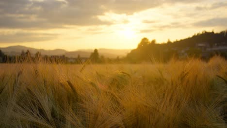 Close-up-of-a-wheat-field-at-sunset