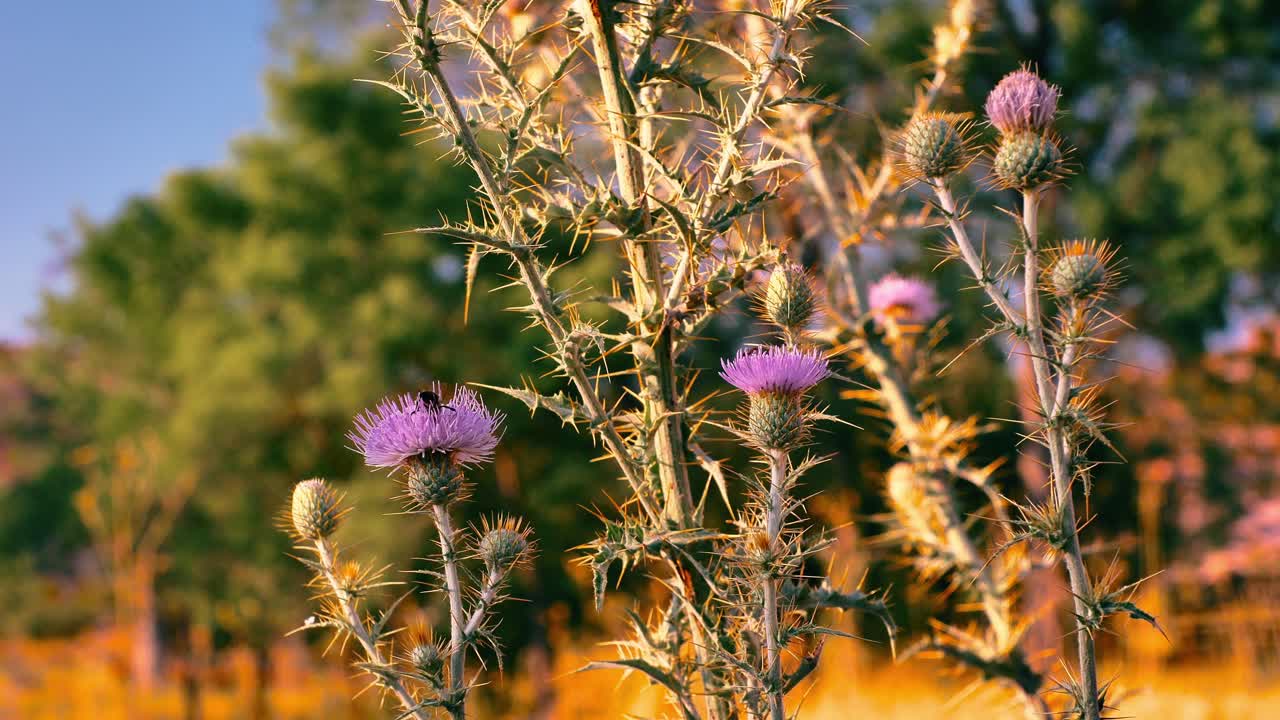 Bees and insects with desert wild flowers