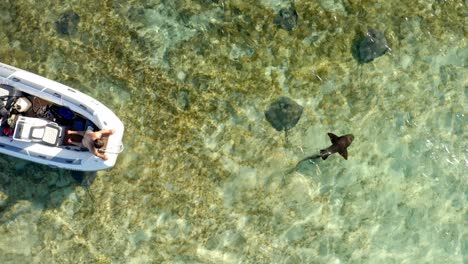man in a boat watching nurse shark and stingrays swimming in clear ocean water in the bahamas. aerial static