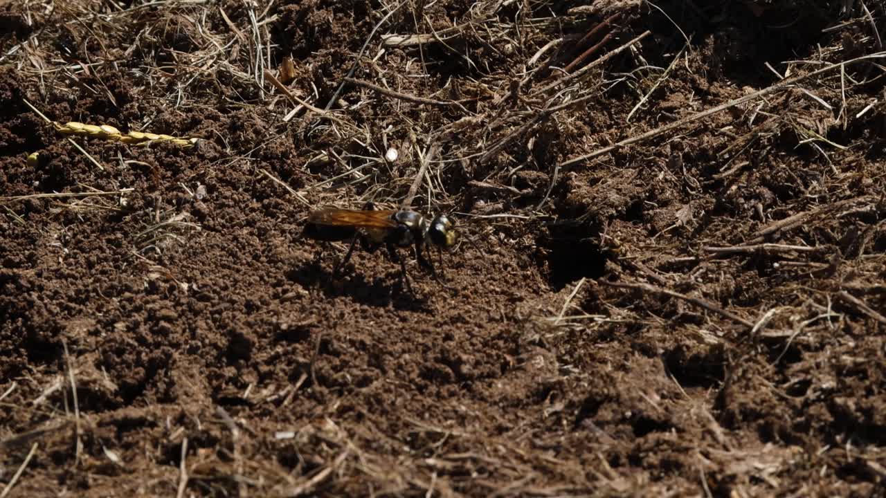 Vespe che si muovono sul terreno e sulla vegetazione