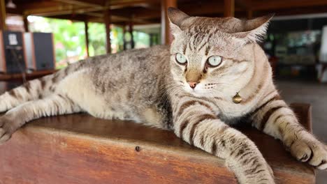 a cat laying on a wooden desk