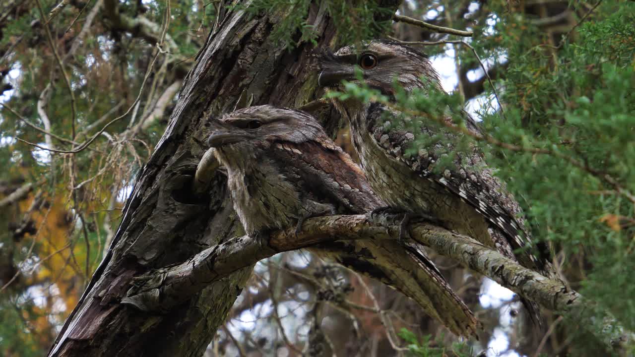 호주의 나무 가지에 두 마리의 황갈색 개구부엉이 퍼치