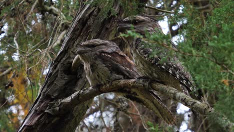 dos lechuzas de boca de rana leonadas posadas en la rama de un árbol en australia