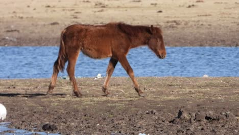 stunning close-up: a majestic horse walks and neighs along the tranquil riverbanks in this captivating stock footage