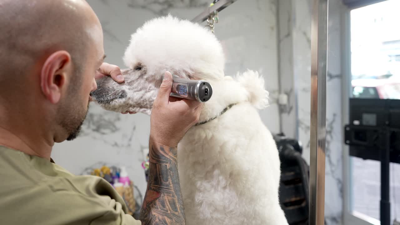 Professional Groomer Trimming a White Poodle's Face in a Pet Salon
