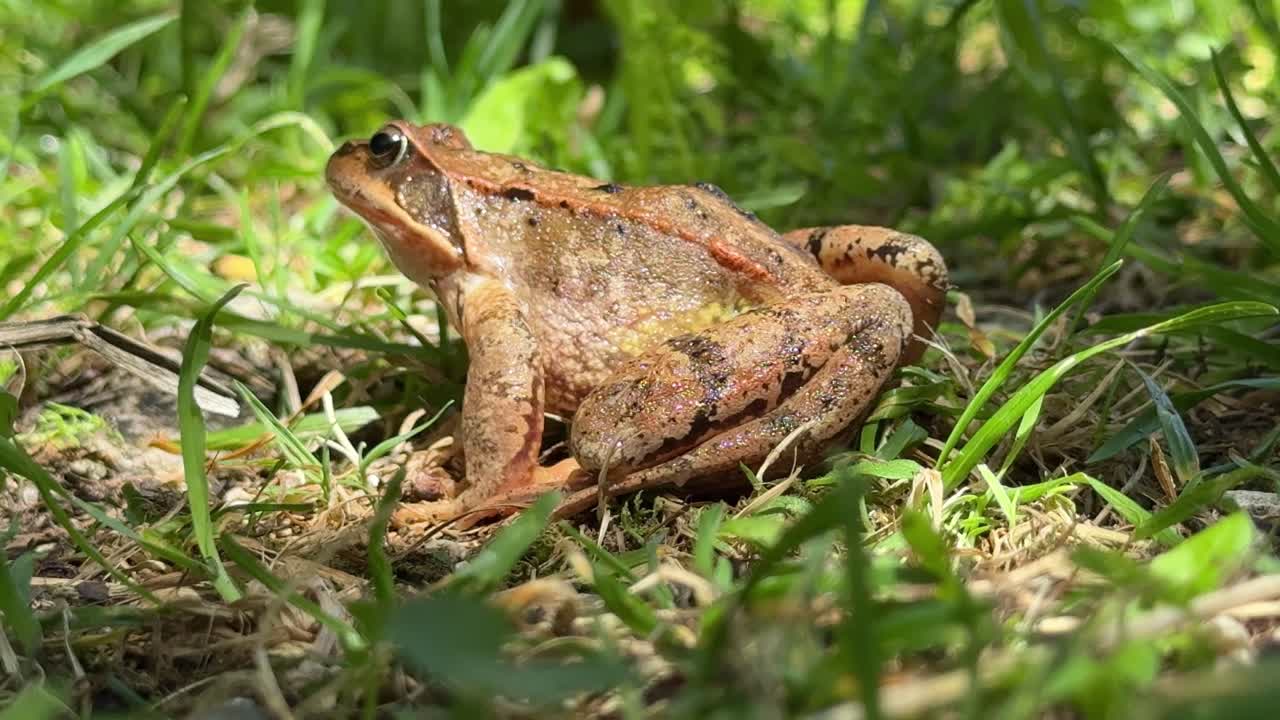 Brown common frog (Rana temporaria) sits among grass in the Italian Alps, captured in daylight macro footage