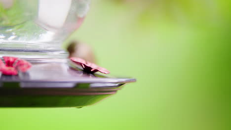 hummingbird at a feeder