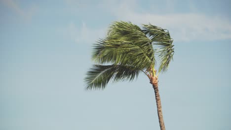 a single palm tree waves in the wind in hawaii against a blue sky with clouds