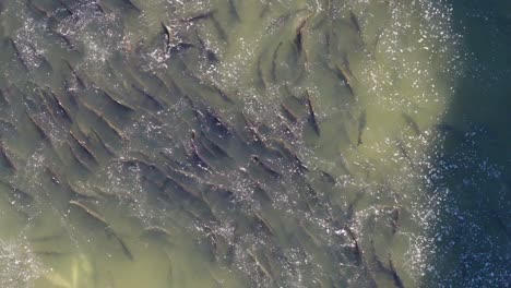 salmon swimming upstream in a large group during migration in clear waters, aerial view