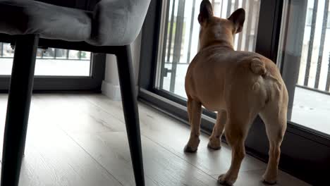 french bulldog looking through sliding glass door in the house