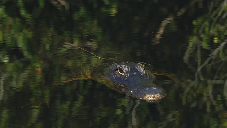 el primer plano de un caimán en los famosos everglades de florida, cerca de miami, está al acecho viciosamente inmóvil en el agua verde del pantano rodeada de manglares verdes.