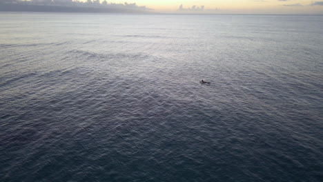 single man swim on surfboard on pacific ocean at sunset