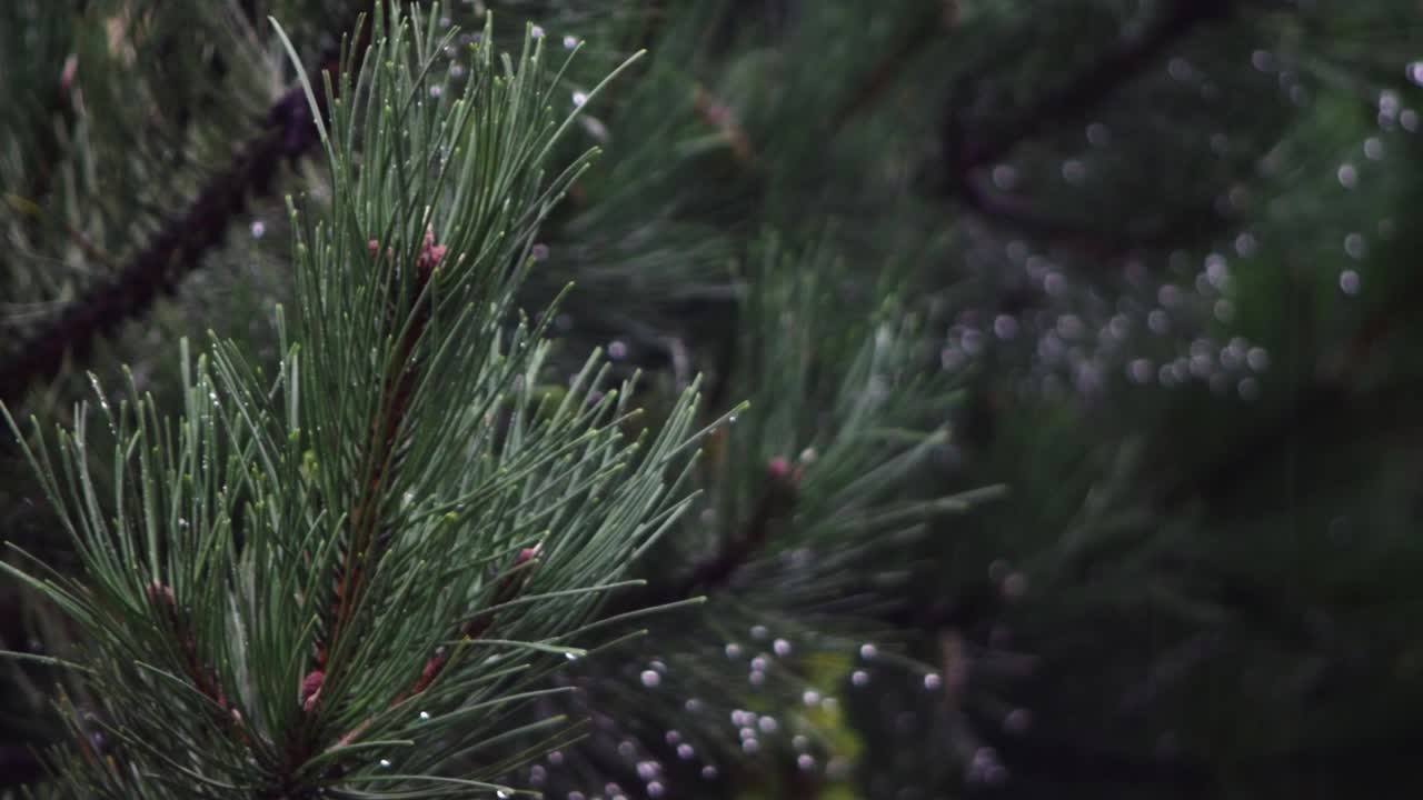 흐리고 비오는 날 침엽수 잎에서 빗방울