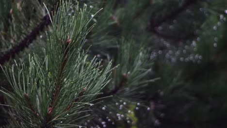 Rain-drops-from-coniferous-leaves-on-a-cloudy-and-rainy-day