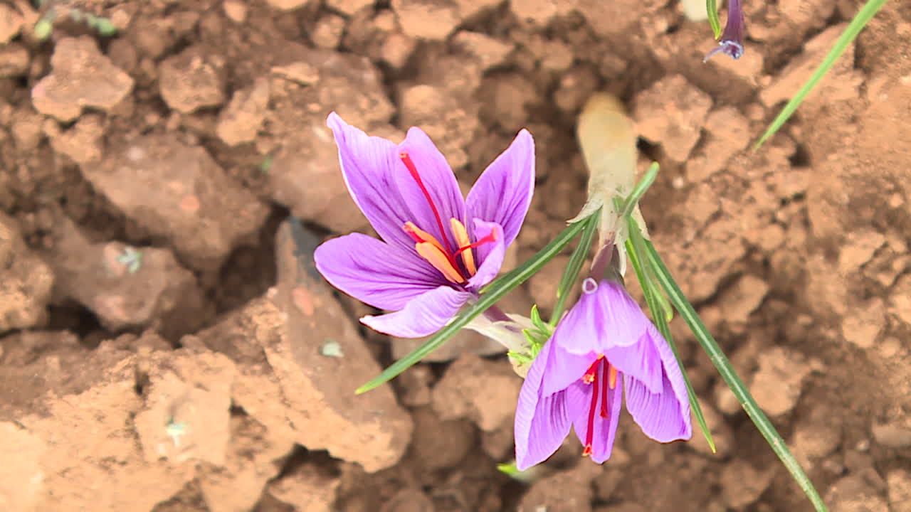 Saffron Flowers Growing in a Field