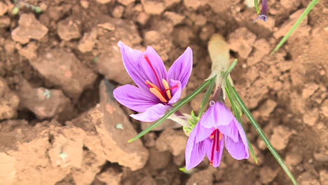 saffron flowers growing in a field