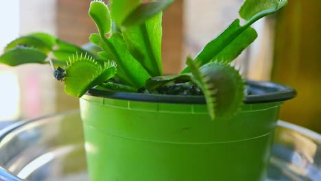 handheld close up of fly stumbling on venus flytrap leaf