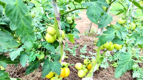 Hausplantagen-Mit-Wachsenden-Grünen-Tomaten