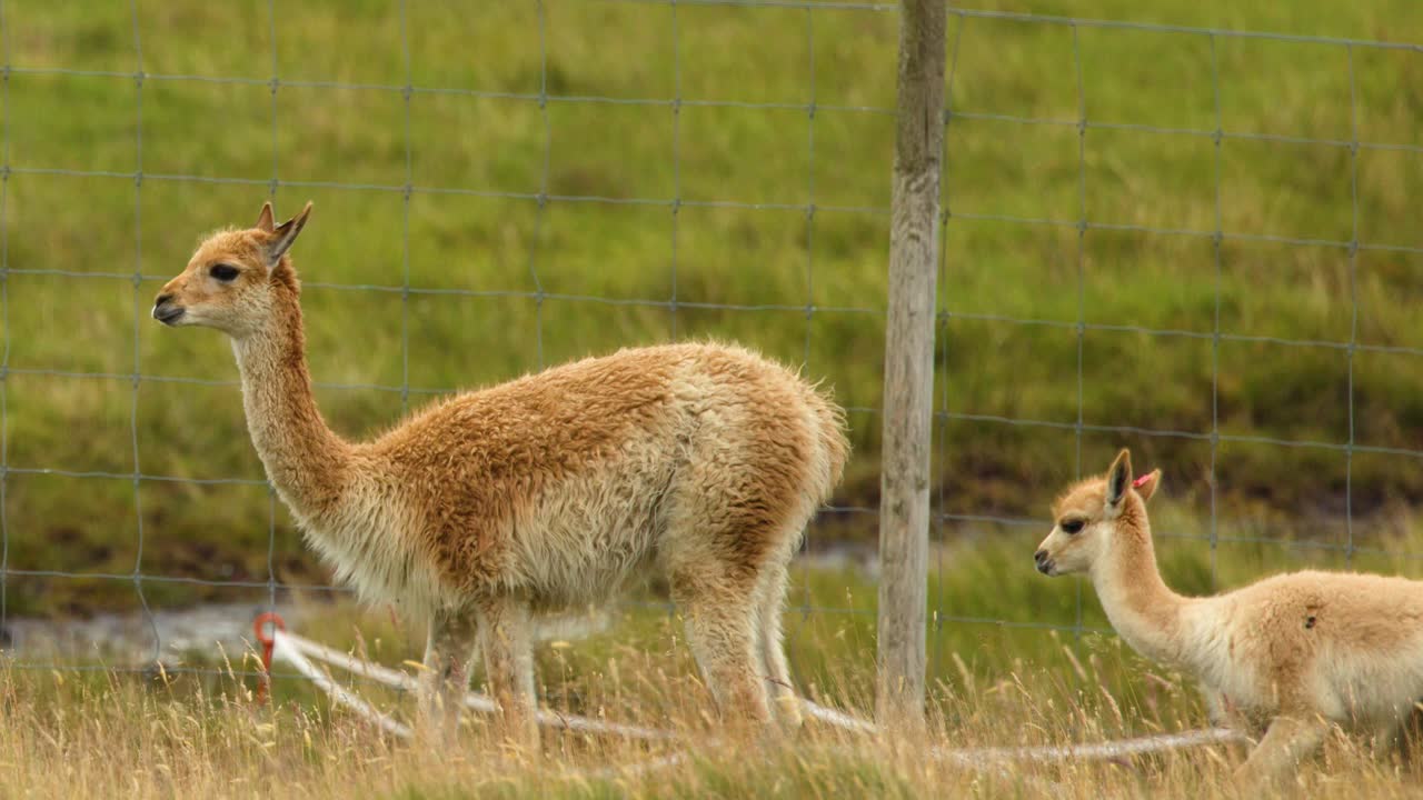 Two vicuñas walk and graze in grassy enclosure, natural daylight, steady camera, calm atmosphere