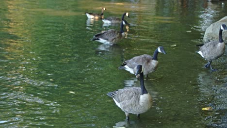 port moody forest, false creek canada goose walking on shore on water 4k, 60fps