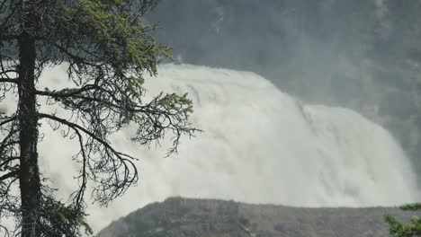 A-shot-of-a-single-pine-tree,-with-the-dramatic-Wapta-waterfall-in-the-background