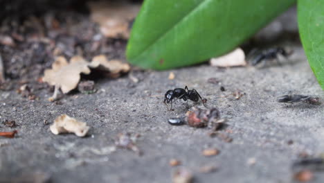 close up of large ants moving on stone floor panning left to right