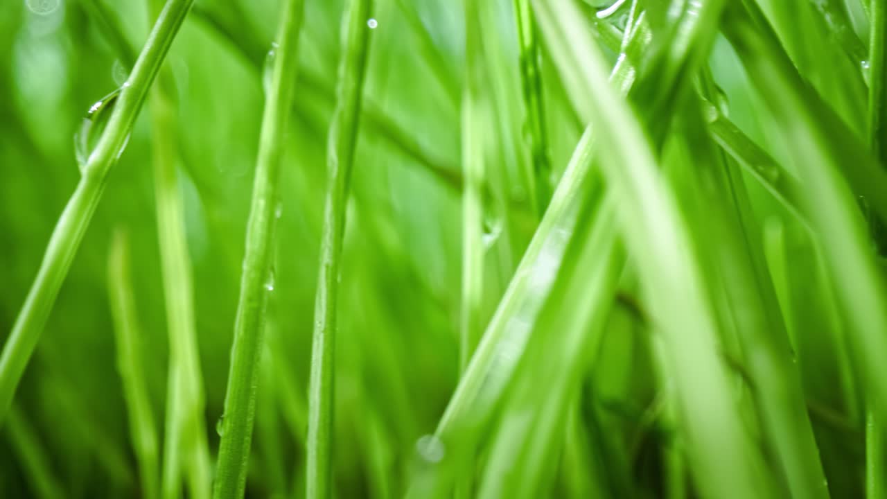зеленая трава крупным планом супер макро съемки.