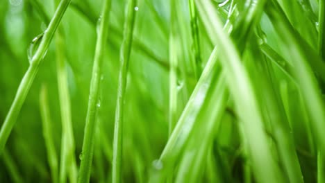 el césped verde es un primer plano súper macro.