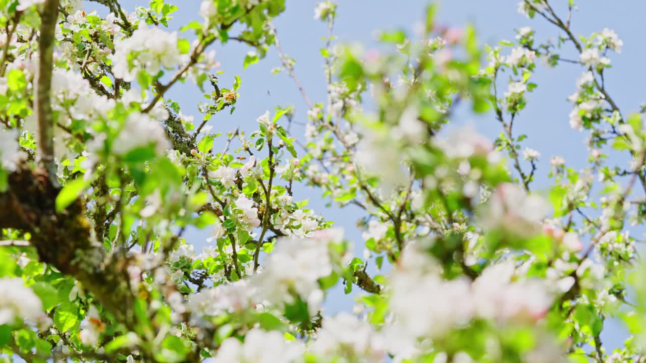 Bees buzz around blossoming apple tree branches on a clear spring day in orchard setting, slow motion