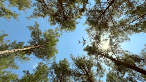 airplane flying above the forest, bottom view