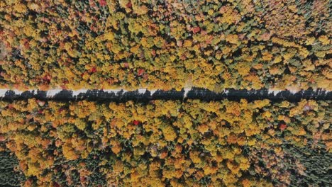 carretera de campo entre bosques de otoño - aérea de arriba hacia abajo