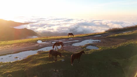 Horses-grazing-on-a-mountain-at-sunset-with-clouds-below,-in-Genoa,-Liguria,-Italy