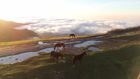 Caballos-Pastando-En-Una-Montaña-Al-Atardecer-Con-Nubes-Debajo,-En-Génova,-Liguria,-Italia